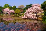 Cherry blossoms, Tokyo, Japan